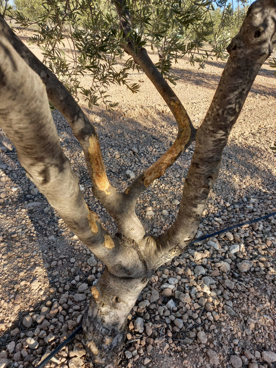 Desperfectos causados debido a la proliferación del conejo silvestre (1)