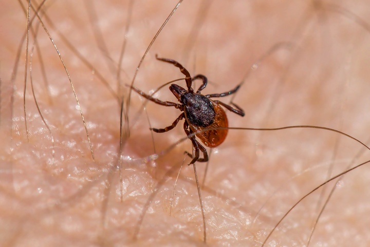 Salud cuenta con un programa para vigilar las bacterias y virus que se transmiten con la mediación de organismos vivos como las garrapatas.