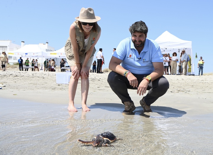 El presidente del Gobierno regional, Fernando López Miras, participó hoy en la suelta de 30 ejemplares de tortuga boba en la Playa Ensenada del Esparto, en el kilómetro 15 de La Manga.