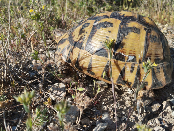 Tortuga Mora de la zona de Águilas.