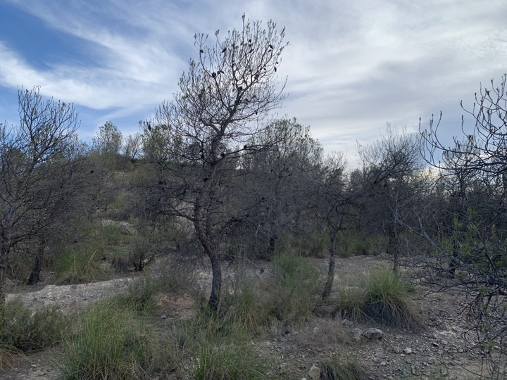 Matorrales en Calasparra afectados por la sequía.