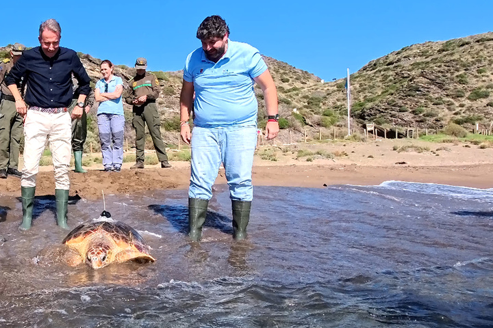 El jefe del Ejecutivo autonómico, Fernando López Miras, participa en la liberación de un ejemplar de tortuga boba en cala de Calnegre