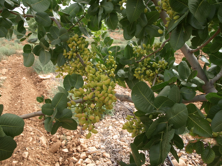 7 Pistachos de la variedad Sirora (2018)